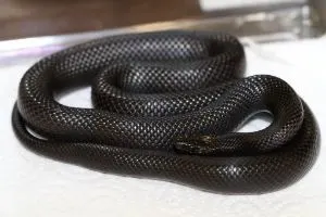 Lampropeltis Getula Nigrita