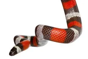 Pueblan-Milk-Snake-Campbells-Milk-Snake