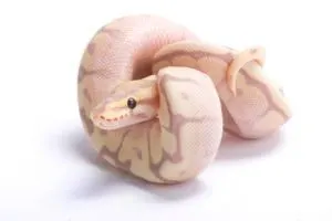 Albino-ball-python