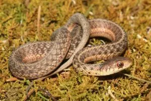 Baby-Common-Garter-Snake-Thamnophis-sirtalis