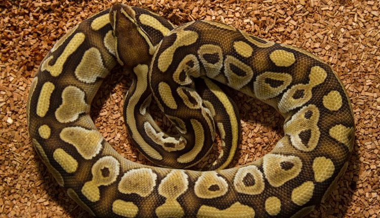 forest floor bedding for ball python