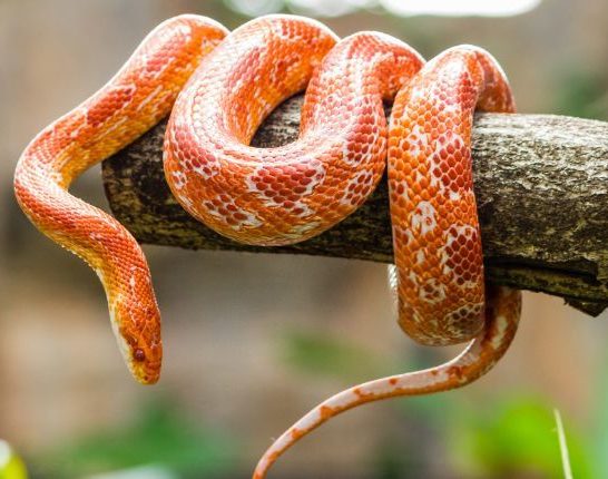 Corn Snake (Pantherophis guttatus)