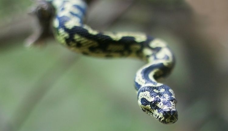 Jungle Carpet Python (Morelia-spilota-cheynei)