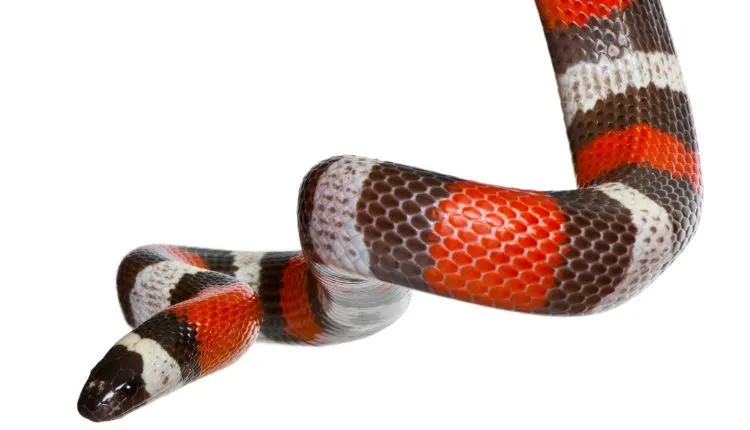 milk snake substrate