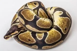 Ball Python curled up on white background