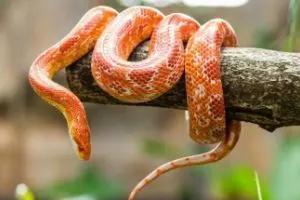 Corn Snake (Pantherophis guttatus)