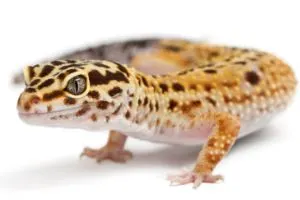 High Yellow Leopard Gecko