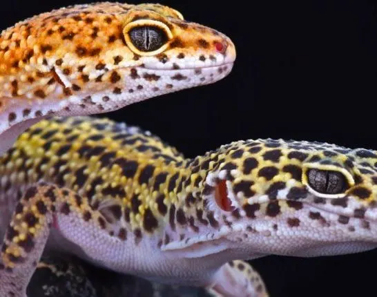 Leopard Gecko Breeding
