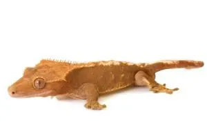 Crested-Gecko