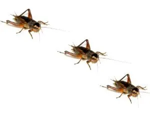 feeder crickets