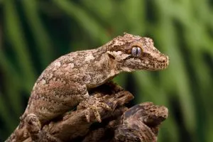 Gargoyle-Gecko-on-wood