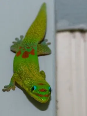 Gold-Dust-Day-Gecko-Climbing-wall