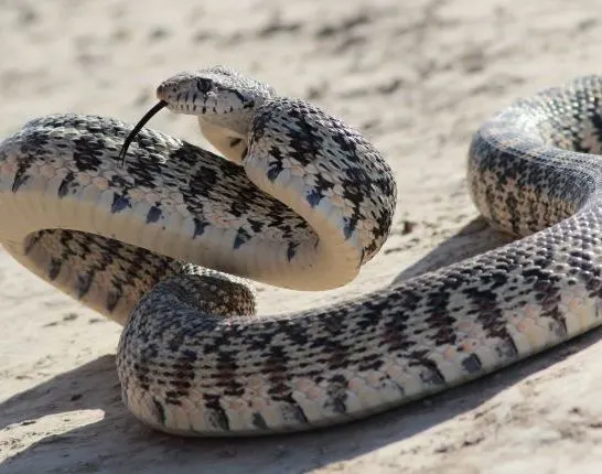 Gopher Snake