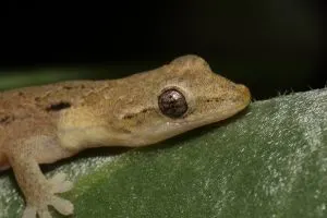 Mourning-gecko-close-up