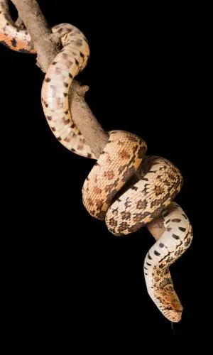 Bull snake on branch