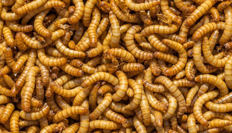How To Breed Mealworms Diy Mealworm Farm Guide Snaketracks Com - How To Change Mealworm Bedding How To Breed Mealworms Diy Mealworm Farm Guide Snaketracks Com - How To Change Mealworm Bedding