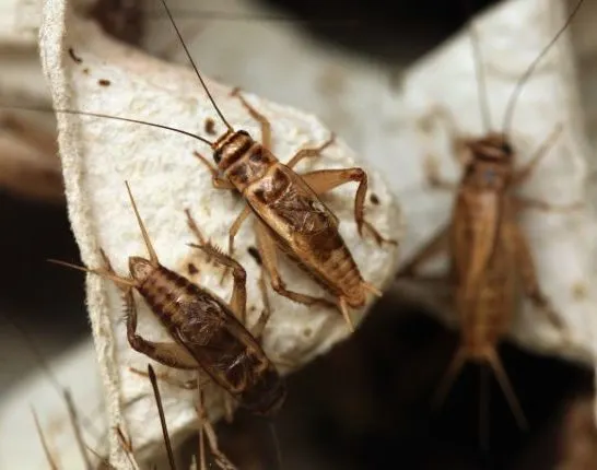 How to start a cricket farm