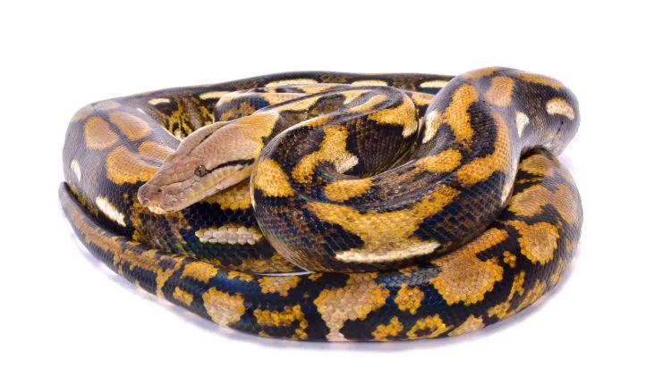 Reticulated Python Reticulated Python