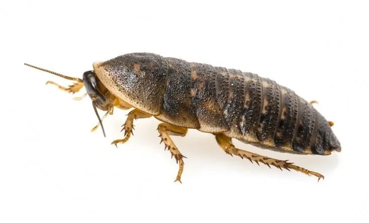 Breed Dubia Roaches FAQ