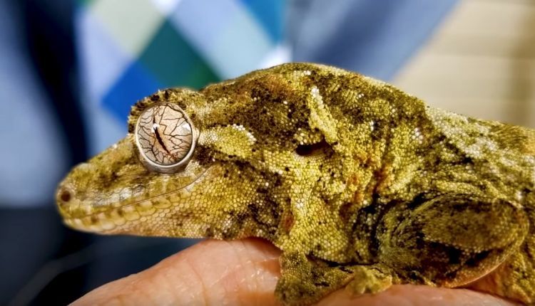 Chewie Gecko Chewie Gecko