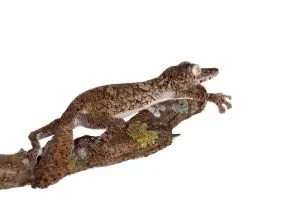 Giant-leaf-tailed-gecko-on-white