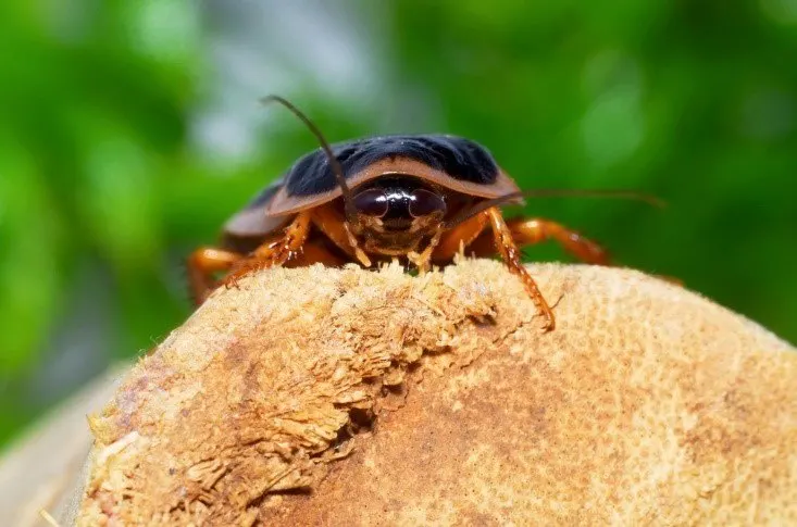 Set Up a Dubia Roach Colony