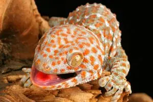 Tokay Gecko with tongue out