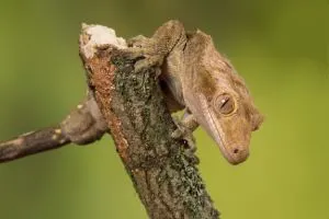 crested-gecko-on-branch