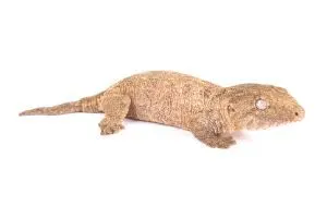 leachianus gecko sitting