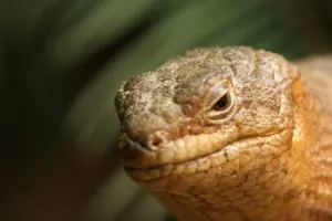 Gidgee Skink Head