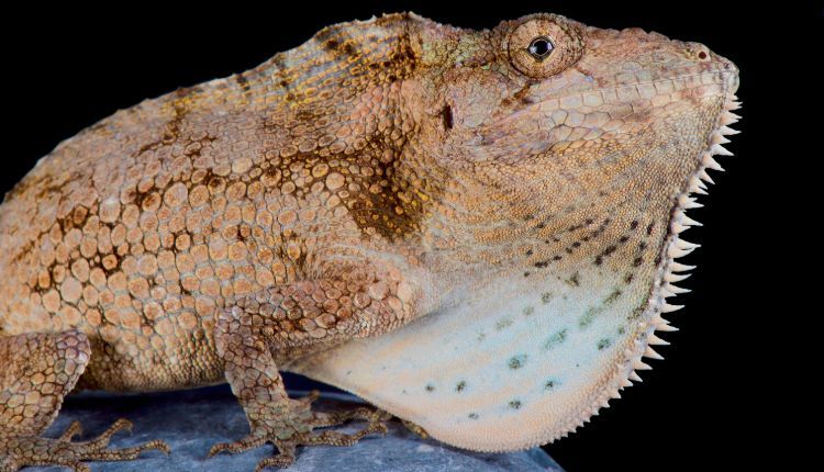 Do Cuban False Chameleons Change Color?