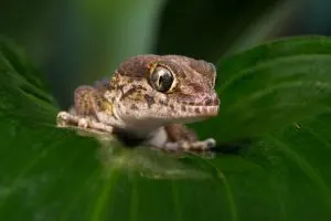 Panther Gecko