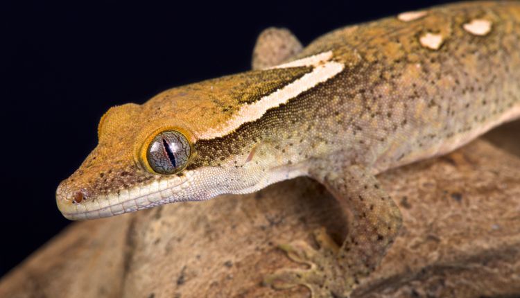 Sarasinorum Gecko