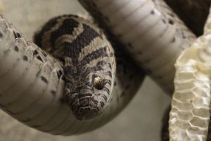 African egg-eating snake