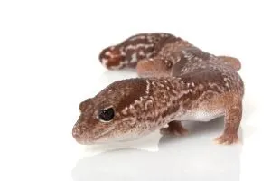 African Fat-tail gecko