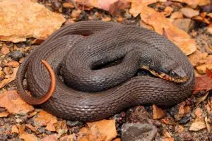 Copper-Bellied Water Snake