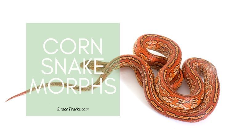 Corn Snake Morphs