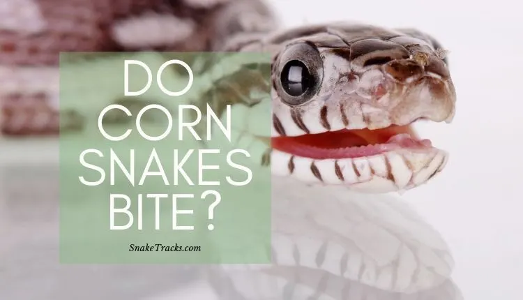 Do-Corn-Snakes-Bite