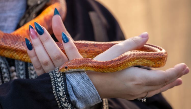 corn snake handling