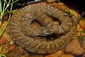 Midland water snake