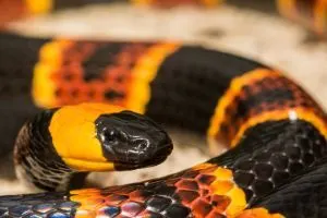 Eastern Coral Snake (Micrurus fulvius)