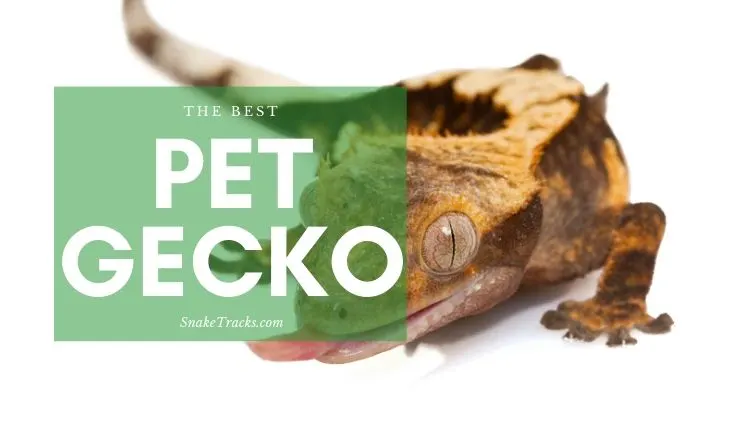 Best Pet Gecko