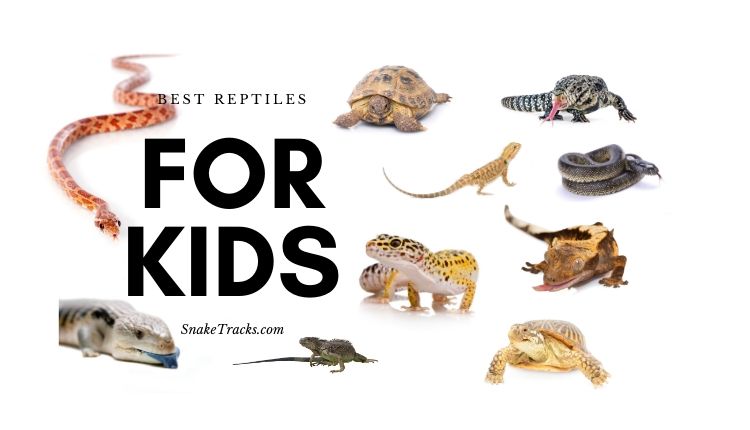 good reptile pets for kids