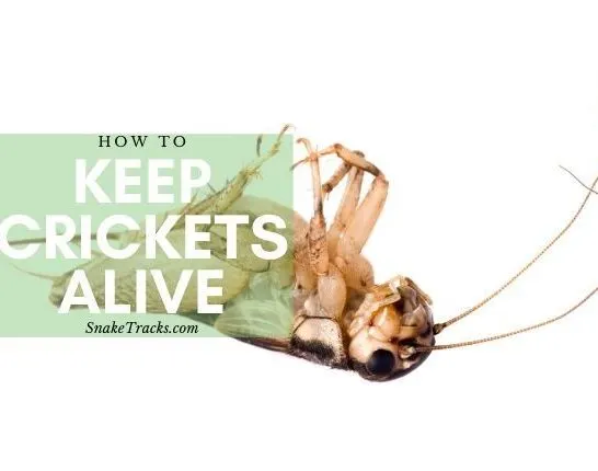 How To keep crickets alive