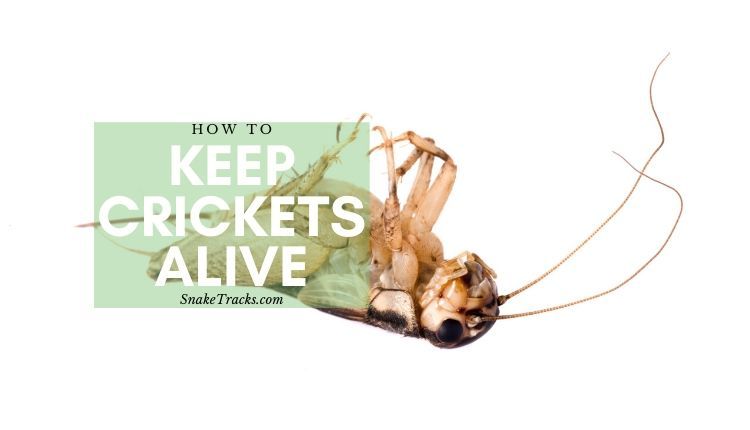 How To Keep Crickets Alive Some Key Advice Snaketracks Com