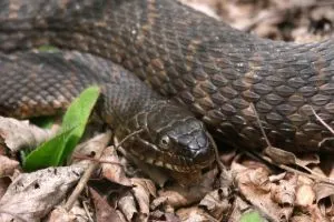 Northern Water Snake