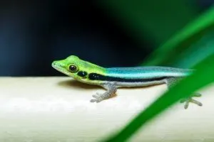 Neon Day Gecko