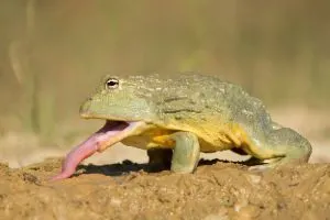 African bullfrog in the mud with open mouth