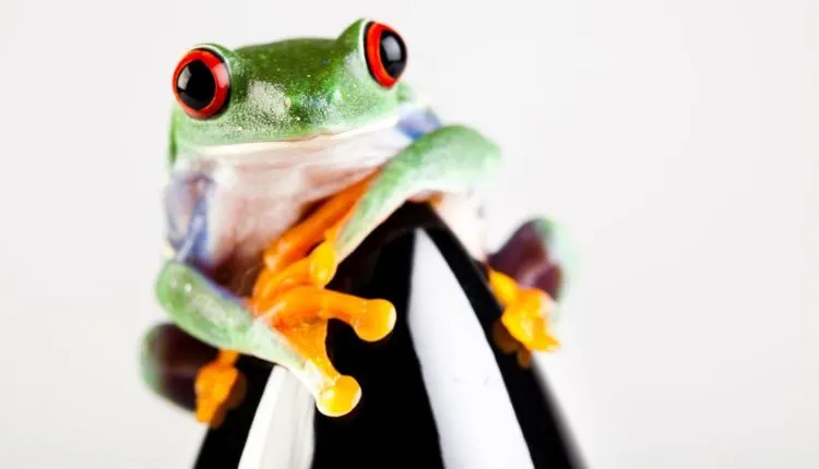 Best Pet Frogs