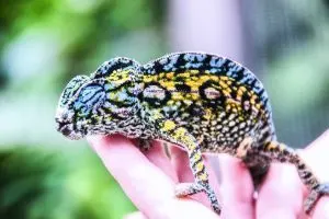 Carpet Chameleon in Madagascar